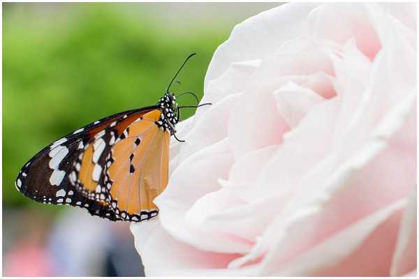Close-up detail shot of an orange, black, and white patterned butterfly perched on a large blush pink garden rose. The background is softly blurred with green foliage and a hint of out-of-focus figures. The image appears to be a decorative or ambient detail shot taken outdoors, likely at a garden venue. No people, wedding party, or decor elements are clearly visible in the frame.