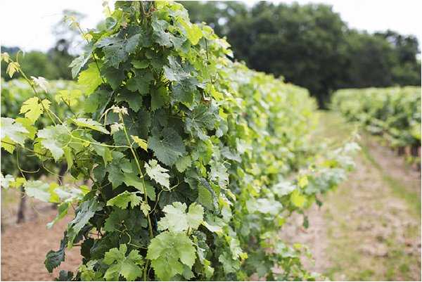 Close-up shot of grapevines growing on trellises in a vineyard, with rows of vines receding into a softly blurred background. No people or wedding subjects are present in this image — it appears to be a venue context or establishing shot of vineyard grounds. The image is slightly soft in focus on the background rows. Potential venue feature image.