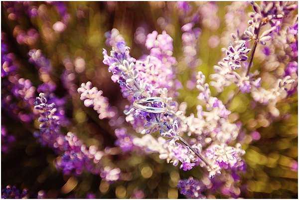 A close-up detail shot of two wedding bands placed on a stem of blooming lavender, with the purple and violet flower spikes filling the entire frame. The rings appear to be silver or white gold, resting together among the lavender blossoms. The background is heavily blurred with a soft bokeh effect, rendering the surrounding lavender and greenery as out-of-focus purple and warm-toned shapes. The composition emphasizes the rings as the focal point against the naturally purple floral setting.
