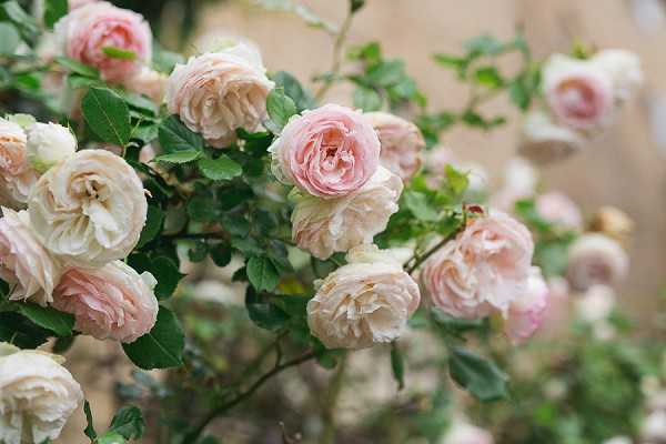 Close-up detail shot of a climbing rose bush in full bloom, featuring densely petaled roses in blush pink and cream tones against dark green foliage. The image is shot with a shallow depth of field, with foreground blooms in sharp focus and background roses softly blurred. No people, decor, or wedding-specific elements are visible — this appears to be a natural floral detail shot, likely captured at an outdoor venue setting. Potential venue feature image.