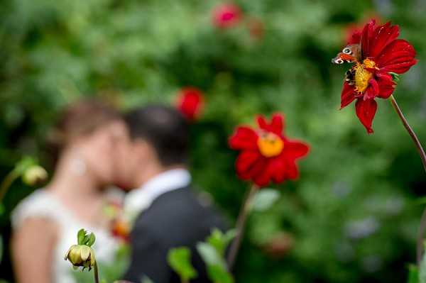 An outdoor couple portrait taken in a garden setting, with the bride and groom softly kissing in the background, intentionally blurred using shallow depth of field. The sharp foreground features vivid red dahlia flowers, with a peacock butterfly perched on one of the blooms. The bride is wearing a white lace dress and the groom a dark suit. The composition uses the dahlias as a creative foreground framing element, placing the couple in soft focus behind them against a lush green garden backdrop.