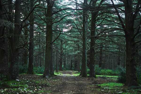 This image does not appear to be a wedding photograph. It shows a forest path lined with tall, dark conifer trees, with no people, wedding attire, decor, or any wedding-related elements visible. The wide shot captures a dirt trail leading through dense woodland in low, moody lighting with no identifiable wedding content to describe.
