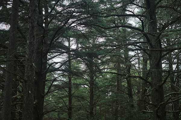 This image does not appear to be a wedding photograph. It shows a dense forest of tall evergreen trees with no people, decor, or wedding-related elements visible. The shot is a wide landscape-style image of dark tree trunks and canopy in low, dim lighting. This image is not suitable for a wedding content library.