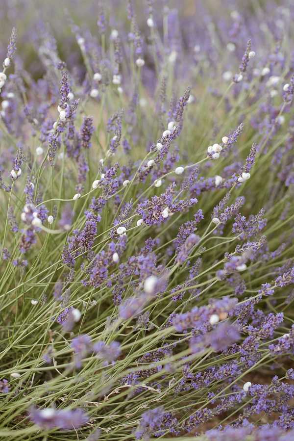 Close-up detail shot of a lavender field in full bloom, with purple lavender spikes and small white waxflower (or similar white berry) stems interspersed throughout. No people are visible in the frame. The image appears to be a botanical detail or setting shot, likely used to establish the outdoor French countryside location of a wedding. The soft focus background gives depth to the composition while keeping the foreground lavender and white accent blooms sharp.
