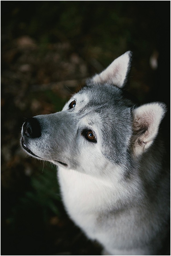 This image does not appear to be a wedding photograph. It is a close-up portrait of a Siberian Husky or similar breed dog with grey and white fur and amber eyes, looking upward against a dark, blurred background. This image is not suitable for a wedding content library.