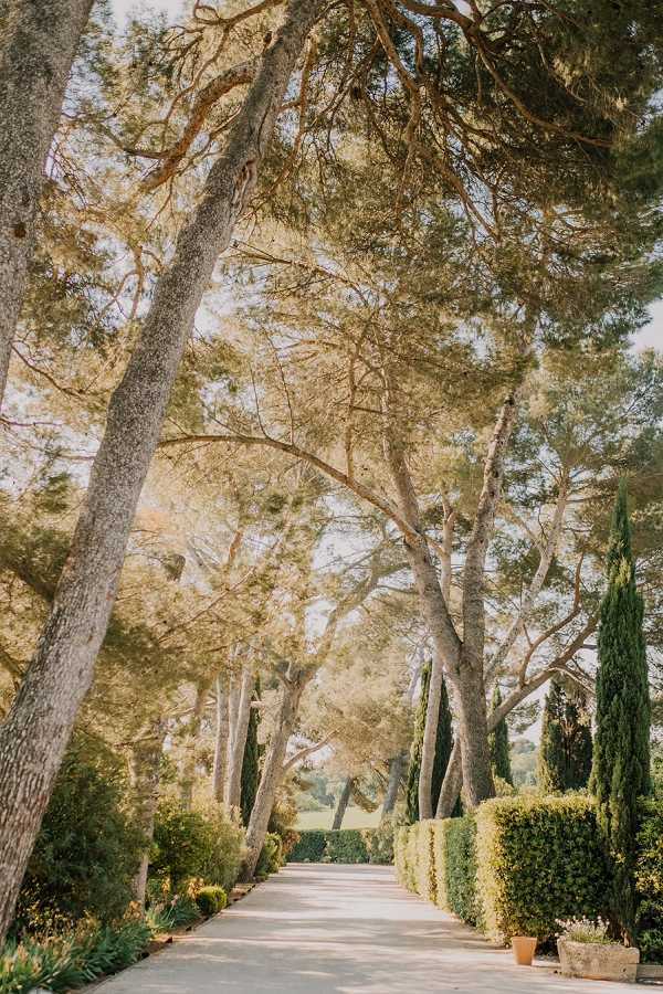 A wide shot of a formal outdoor driveway or pathway lined with tall umbrella pine trees and trimmed cypress trees, with clipped box hedging and terracotta planters along the right side. No people are visible in the image. The grounds are well-maintained with manicured hedgerows and ornamental plantings, suggesting a private estate or domaine in the south of France. The composition leads the eye down the pale paved path toward open countryside in the background. Potential venue feature image.