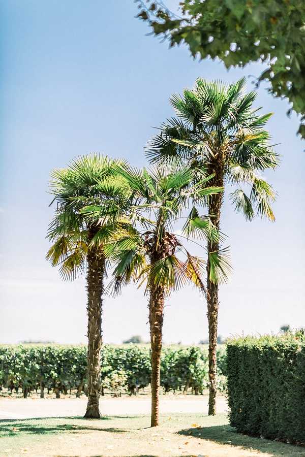 An outdoor venue grounds shot featuring a cluster of three fan palm trees on a manicured lawn, with rows of a vineyard visible in the background and a neatly trimmed hedge to the right. No people or wedding-specific decor are visible in the frame. The wide shot captures the property's outdoor landscape in bright daylight. Potential venue feature image.