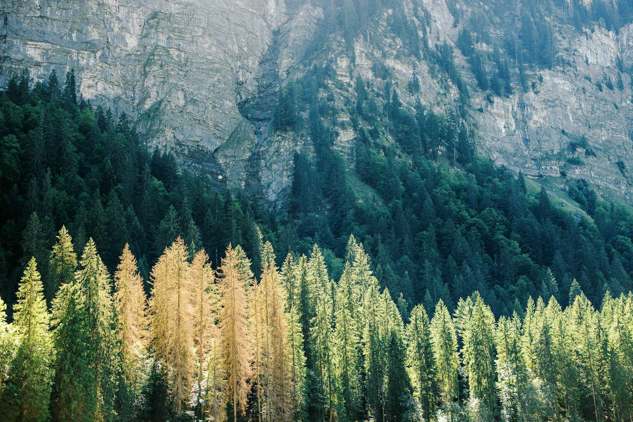 This image does not appear to be a wedding photograph. It shows a landscape scene of a forested mountain valley with conifer trees in the foreground and a large rocky cliff face in the background. No people, wedding attire, decor, or any wedding-related elements are visible. The image may have been submitted in error.