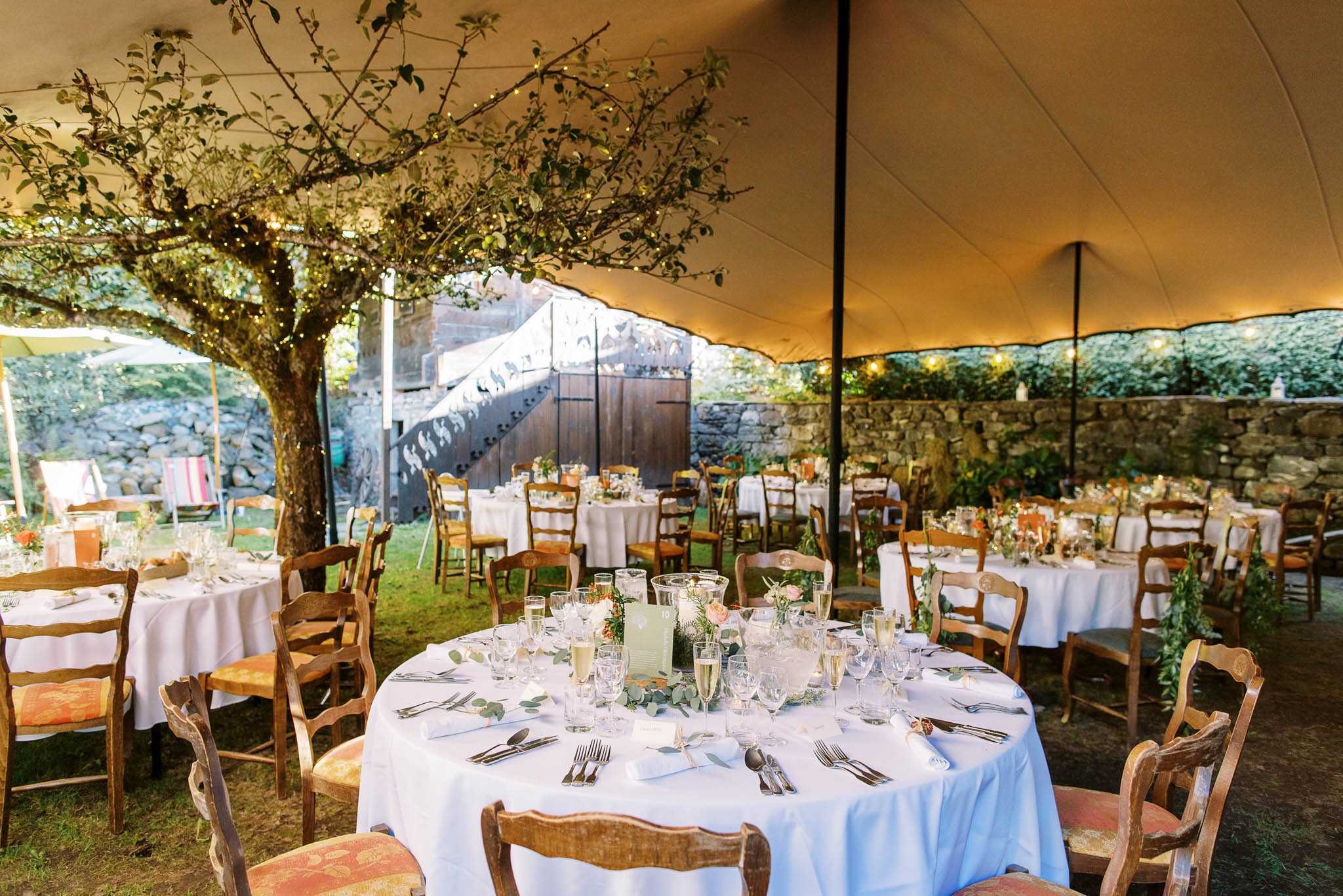A wedding reception setup photographed from a slightly elevated wide-angle perspective, showing multiple round tables dressed in white linen tablecloths arranged beneath a cream-colored stretch tent or sailcloth marquee. The tables are set with crystal glassware, silver cutlery, white folded napkins, and low centerpieces featuring blush pink roses, eucalyptus garlands, and small floral clusters in warm orange and coral tones. Rustic French-style wooden ladder-back chairs with faded floral upholstered seats surround each table. A mature tree grows up through the tent opening, its branches wrapped with warm fairy lights, adding to the relaxed garden-party atmosphere. The setting is a walled courtyard with a dry-stone perimeter wall visible in the background, along with a large wooden gate and stone staircase. The overall decor style is rustic-organic, combining natural greenery with warm ambient lighting from fairy lights and pendant bulbs strung along the tent edges. No guests are present, indicating this is a pre-reception detail shot. Potential venue feature image.