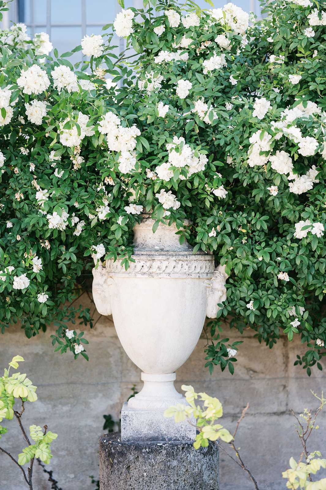 Close-up detail shot of a carved stone urn on a stone pedestal, positioned in front of a large climbing rose bush covered in white blooms with dense green foliage. The urn features classical decorative relief work around its rim and handle details, in a weathered cream-white finish consistent with aged limestone or carved stone. The setting appears to be an outdoor terrace or garden of a French estate, with cut-stone paving and a building facade partially visible in the background. The overall aesthetic is classic French formal garden styling. Potential venue feature image.