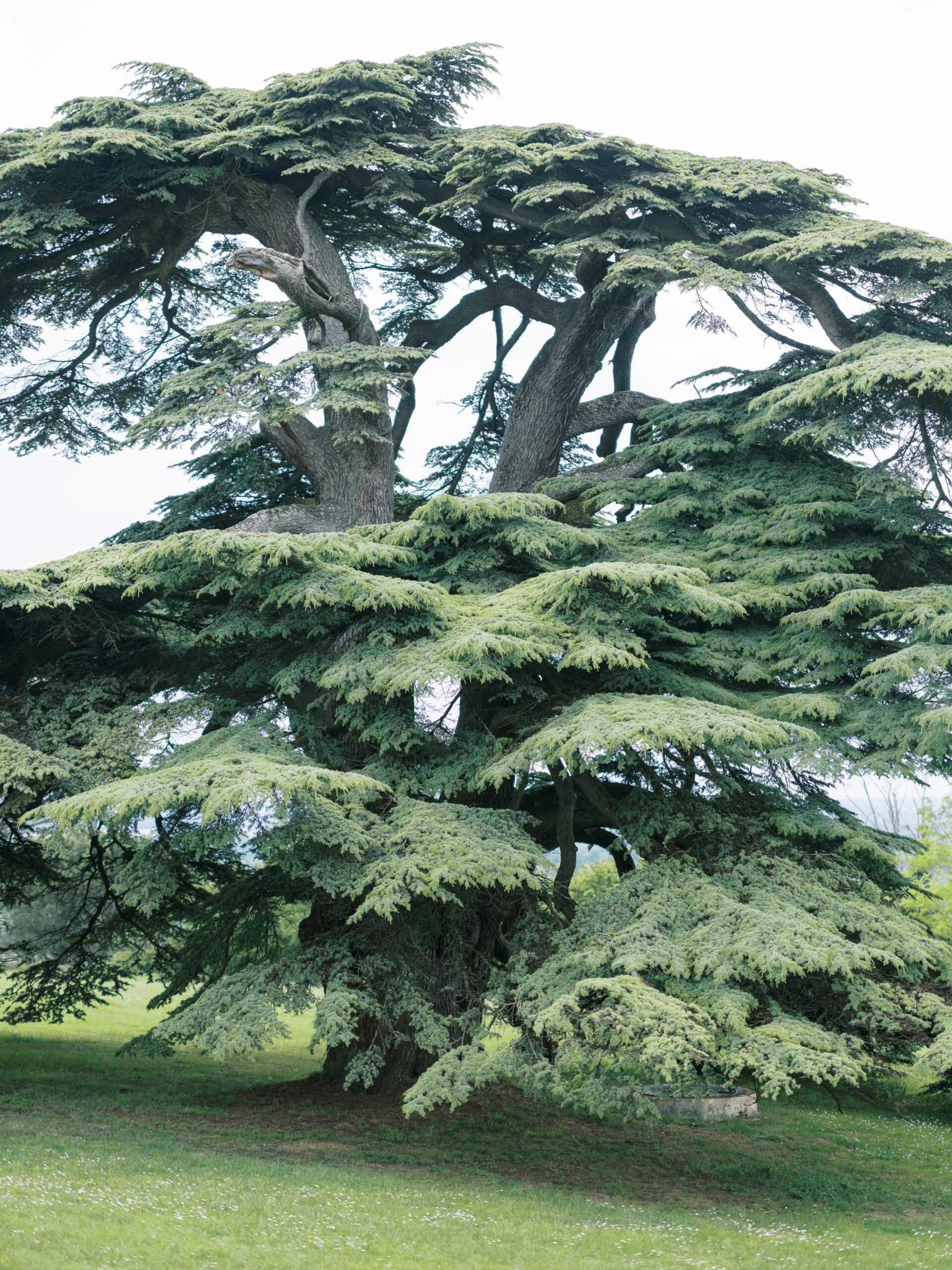 This image shows no people or wedding activity — it is a wide shot of a large, mature cedar tree (likely a Cedar of Lebanon) standing on manicured lawn grounds. The tree features a wide, multi-trunked structure with tiered, layered branches of deep and light green foliage. A small stone or concrete circular base is visible at the base of the trunk. The setting appears to be the landscaped grounds of an estate or chateau. No wedding-specific decor, attire, or subjects are visible in the frame. Potential venue feature image.