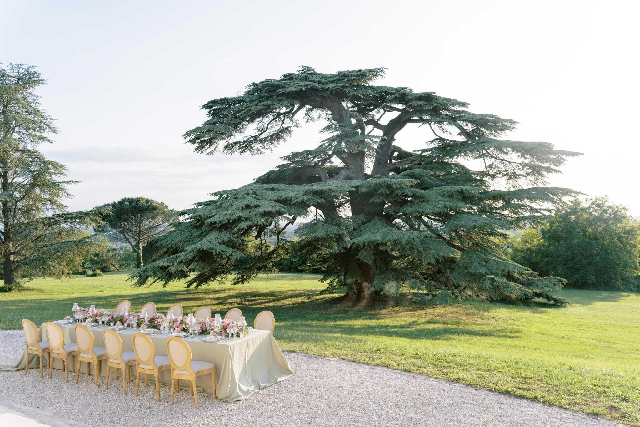 An outdoor wedding reception table setup on a gravel path beside a manicured lawn, with a large cedar tree as a dramatic backdrop. The long rectangular table is dressed in a sage green satin tablecloth and lined with gold-framed Louis XVI-style chairs with cream upholstery, seating approximately 12 guests. The centerpiece runs the length of the table with abundant arrangements of pink, coral, and blush florals, likely including garden roses and ranunculus, interspersed with taper candles and glassware. The styling is classic French with a soft, romantic color palette of gold, sage, and pink tones, photographed as a wide establishing shot during golden hour light.