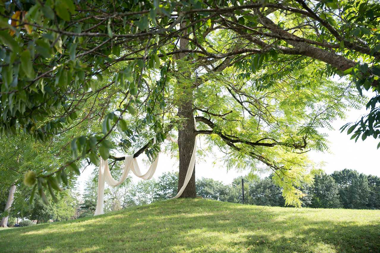 An outdoor wedding ceremony or décor detail shot showing a large tree on a gently sloping lawn, with ivory or cream sheer fabric draped and swaged across the lower branches as a decorative installation. The fabric hangs in soft swoops between the branches, suggesting a ceremony backdrop or altar marker. No people are visible in the frame. The wide shot is taken from a low angle beneath a neighboring tree, using its branches and leaves as a natural foreground frame. The overall styling is romantic-rustic, relying on minimal decoration — just the flowing fabric against the organic form of the tree.