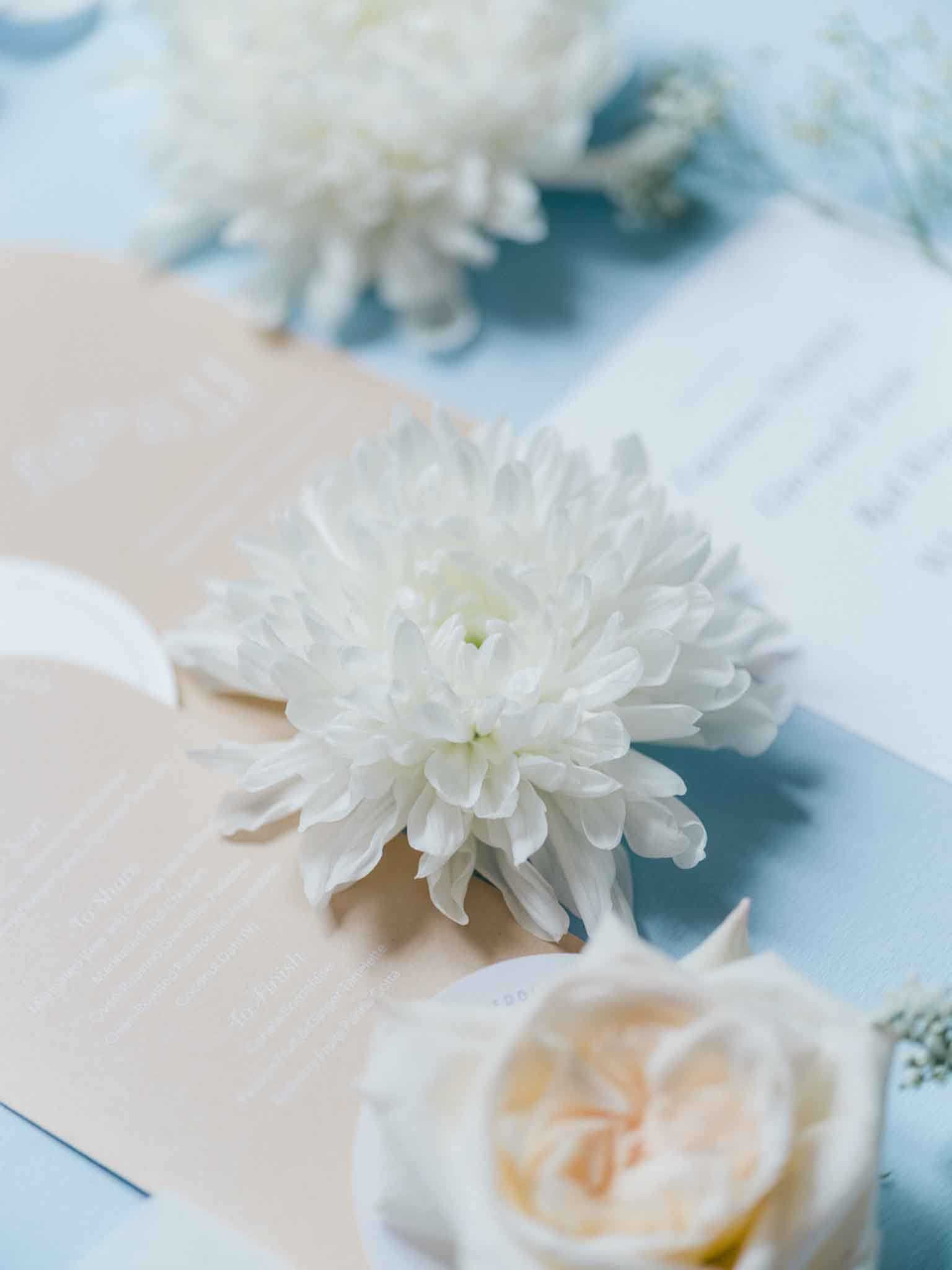 A close-up flat lay detail shot of wedding stationery and florals arranged on a pale blue surface. The focal point is a white chrysanthemum bloom resting on a blush/nude envelope or card, with a pale cream garden rose and baby's breath visible in the foreground and background. The stationery suite includes light blue printed cards with visible text alongside the blush paper pieces, suggesting a two-tone blue and blush color palette. The styling is clean and minimal, with soft natural lighting and a shallow depth of field that keeps the background florals softly out of focus.