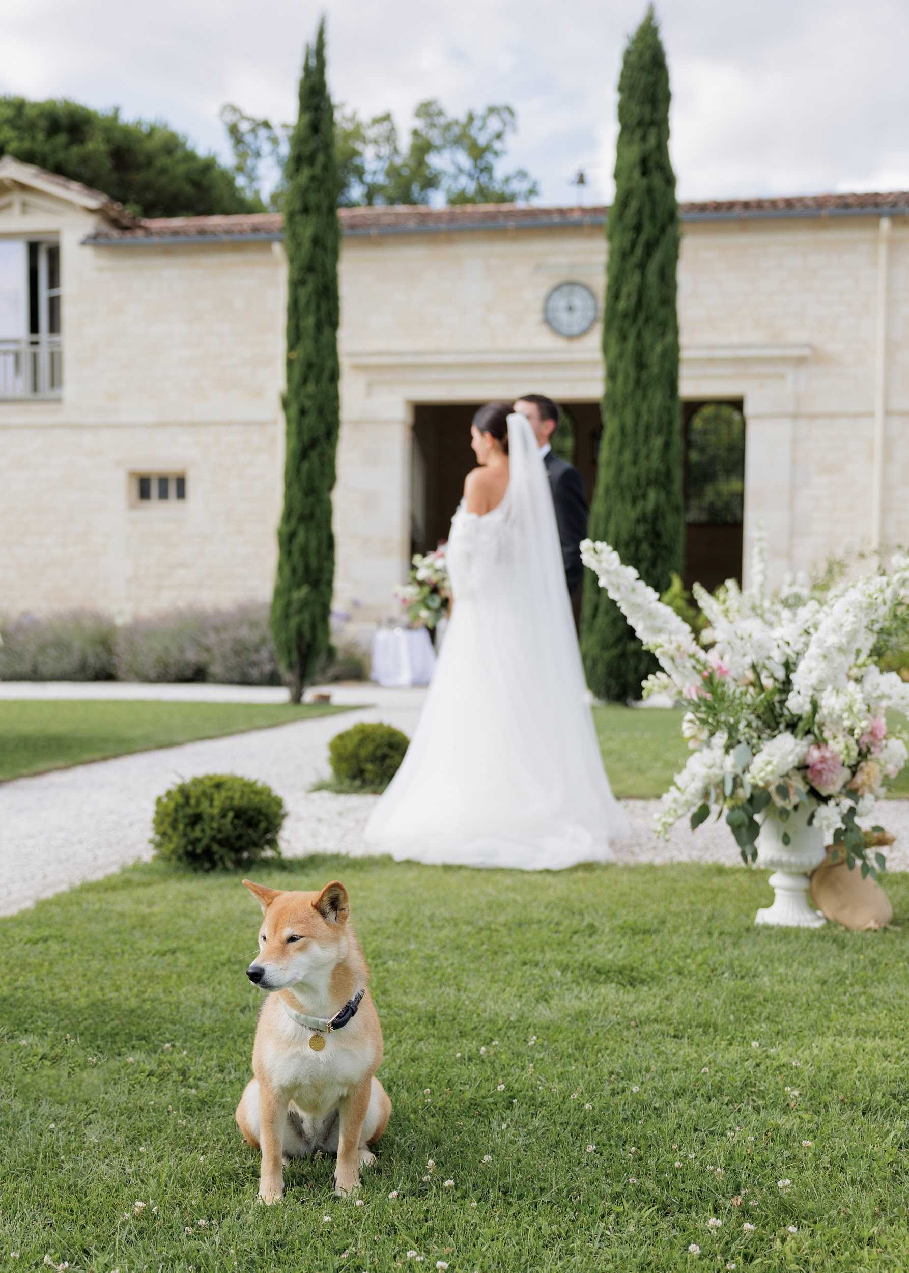 A wide outdoor portrait taken on the grounds of a French limestone estate, with a Shiba Inu dog sitting in sharp focus in the foreground on a lawn while the bride and groom stand softly blurred in the background near the entrance of the building. The bride wears an off-the-shoulder white gown with long sleeves and a cathedral-length veil, and holds a bouquet of white and blush flowers; the groom is in a dark navy suit. A large white urn filled with an arrangement of white stock flowers, blush blooms, and trailing greenery is positioned to the right of the frame. The venue features cream-cut stone architecture with tall cypress trees flanking the entrance and a clock mounted on the facade, giving the setting a classic French country house character. The composition plays on depth of field, with the candid dog in the foreground acting as the primary subject against the couple in the distance. Potential venue feature image.