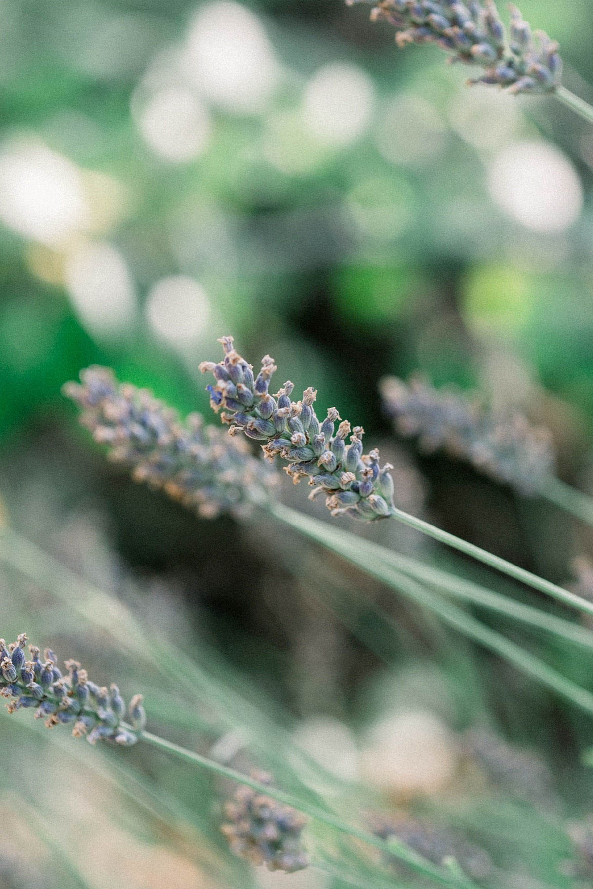Close-up detail shot of lavender stems with dusty purple-blue buds, photographed outdoors with a shallow depth of field that renders the green background into soft bokeh circles. Several lavender spikes are visible at varying focal distances, with the central stem in sharpest focus showing tightly clustered buds in muted violet and grey tones. No people or wedding-specific decor are visible; this appears to be an environmental detail shot capturing the venue's garden plantings, likely used to establish atmosphere or location.