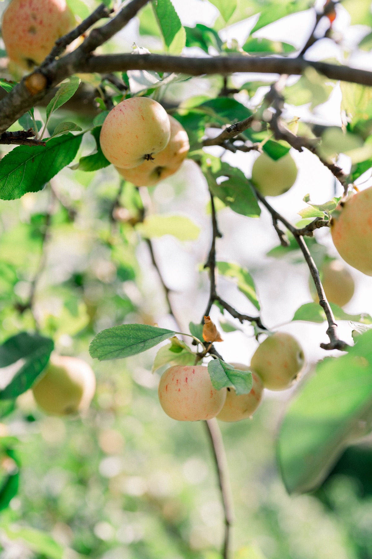 Close-up detail shot of an apple tree laden with small yellow-green and pale peach-toned apples hanging from bare-barked branches among green leaves. No people or wedding-specific elements are visible in this image; it appears to be a venue or setting detail shot capturing the orchard environment, likely used to establish the outdoor agricultural character of the property. The composition uses a shallow depth of field with soft bokeh in the background.