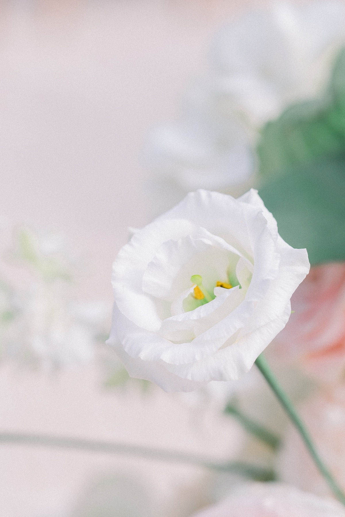 Close-up floral detail shot of a single white lisianthus bloom in sharp focus, centered in the frame against a softly blurred background. The flower's ruffled white petals surround a small yellow and green center stamen. Out-of-focus elements in the background suggest a mixed floral arrangement including blush pink blooms and green foliage, pointing to a soft, romantic palette of white, blush, and green. The composition is a tight macro-style portrait of the bloom on a green stem, shot with very shallow depth of field.