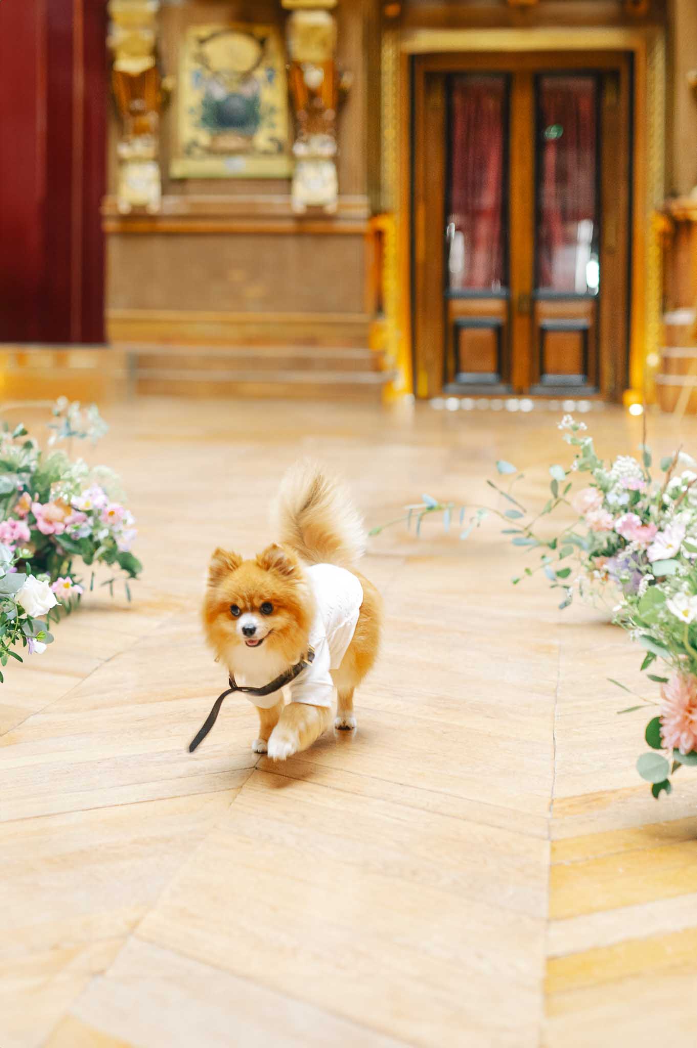A Pomeranian dog dressed in a small white outfit walks down the ceremony aisle inside an ornate indoor venue, facing the camera with its leash trailing on the floor. The room features a herringbone parquet wood floor, gilded architectural details, and large wooden double doors in the background. Flanking the aisle are low floral arrangements in a soft palette of blush pink, peach, coral, and white blooms with eucalyptus and greenery. The overall decor style is classic French with romantic, soft-toned florals. Medium portrait shot with the dog as the central subject and the ceremony space softly blurred behind it.