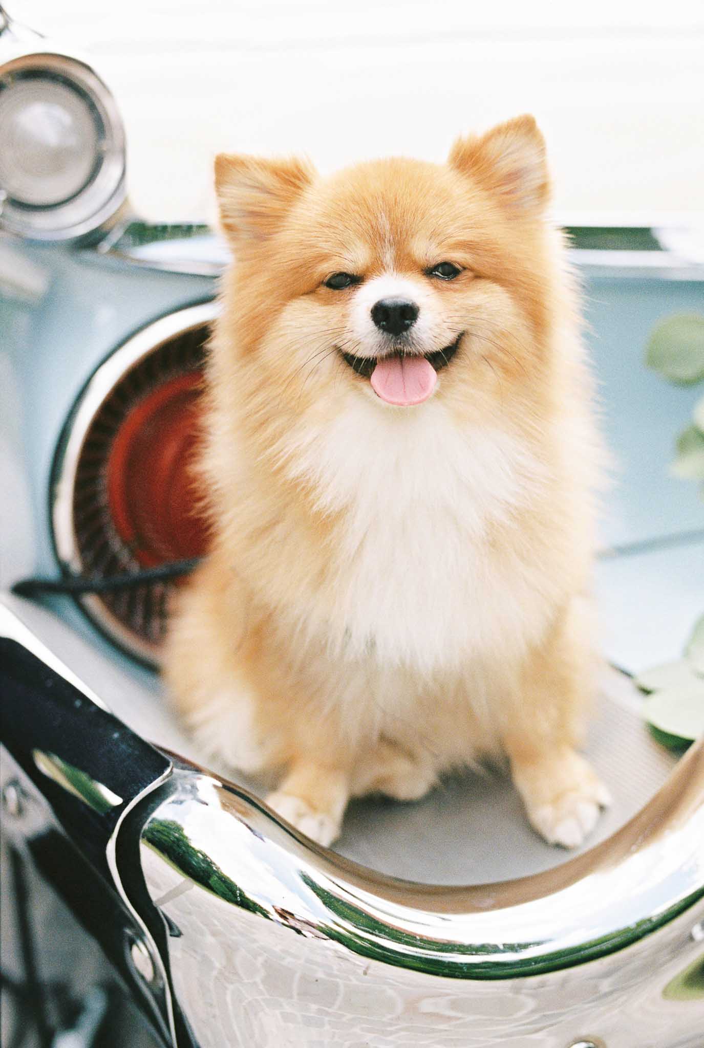 Cream Pomeranian dog sitting on chrome bodywork of pale blue vintage scooter with tongue out
