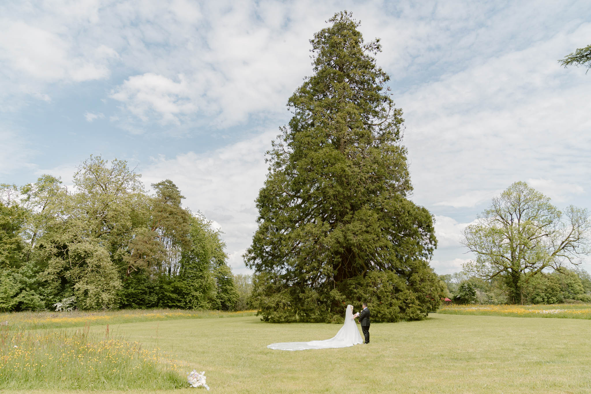 Bride and groom small in frame at base of giant sequoia tree with cathedral veil on lawn