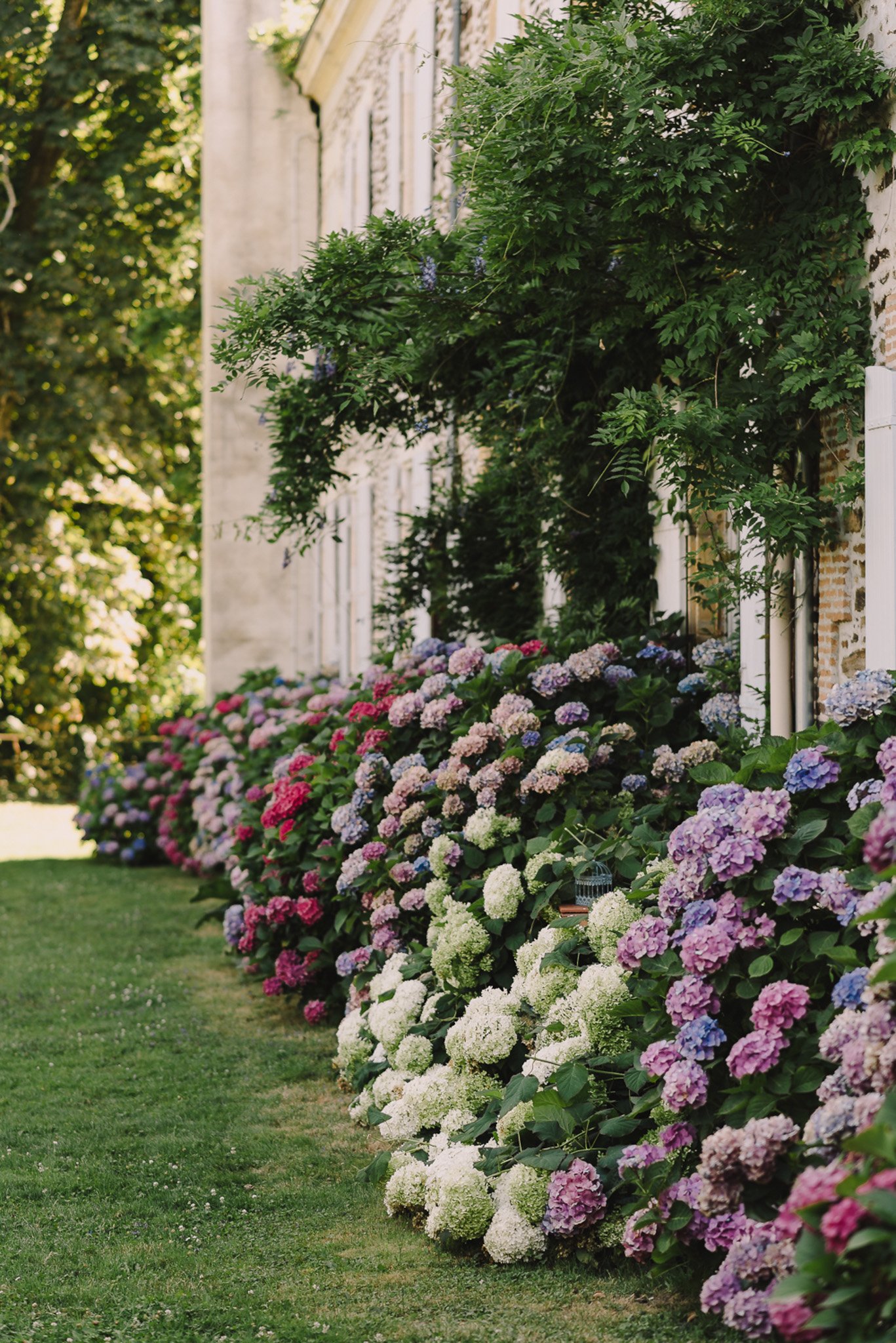 An outdoor shot of the exterior facade of a château or manor house, with no people visible. A dense border of hydrangea bushes in white, cream, pink, hot pink, mauve, lilac, and blue runs along the full length of the building's wall. Climbing wisteria and other green foliage grow up between the white-framed windows of the pale stone and brick facade. A small decorative birdcage is visible among the hydrangeas mid-frame. The composition is a wide angled shot taken from ground level looking along the length of the building, with a manicured lawn in the foreground. Potential venue feature image.