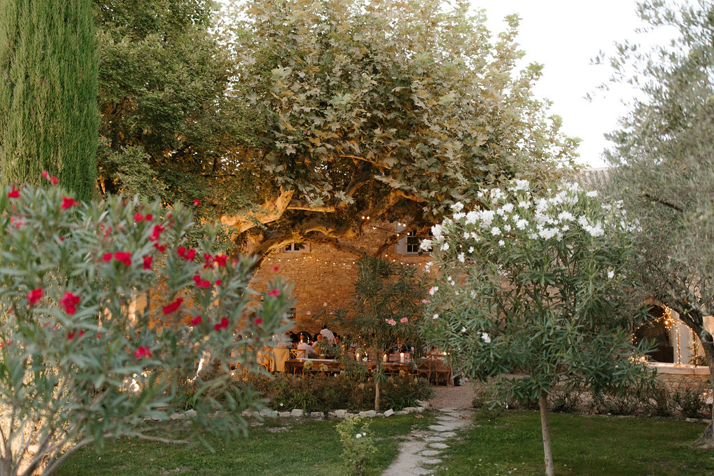 An outdoor wedding reception dinner is taking place in the courtyard garden of a Provençal stone-building venue, photographed from a medium distance as a wide environmental shot. Guests are seated at long tables arranged beneath a large, sprawling plane tree, with warm string lights and bistro-style Edison bulb strands draped through the branches and along the surrounding architecture. The reception area is framed in the mid-ground, with red oleander bushes and white-flowering shrubs in the foreground and olive trees lining a gravel pathway to the right. The overall decor palette reads warm and organic, consistent with a rustic Provençal style. Potential venue feature image.