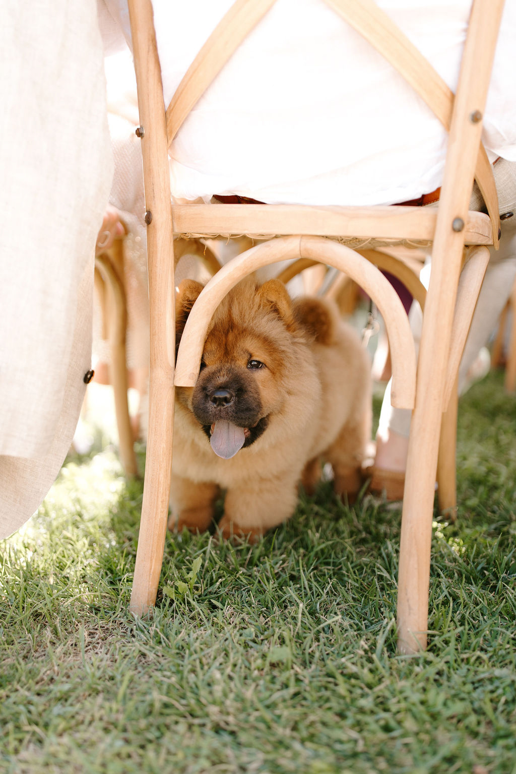 A golden-brown Chow Chow puppy with its tongue out peers through the legs of a natural wood cross-back chair during what appears to be an outdoor wedding ceremony or reception. The setting is on a lawn, and the chairs are fitted with white cushions; a cream-colored fabric drape is visible to the left. The shot is a close-up portrait taken at ground level, with the chair frame acting as a natural border around the puppy's face.