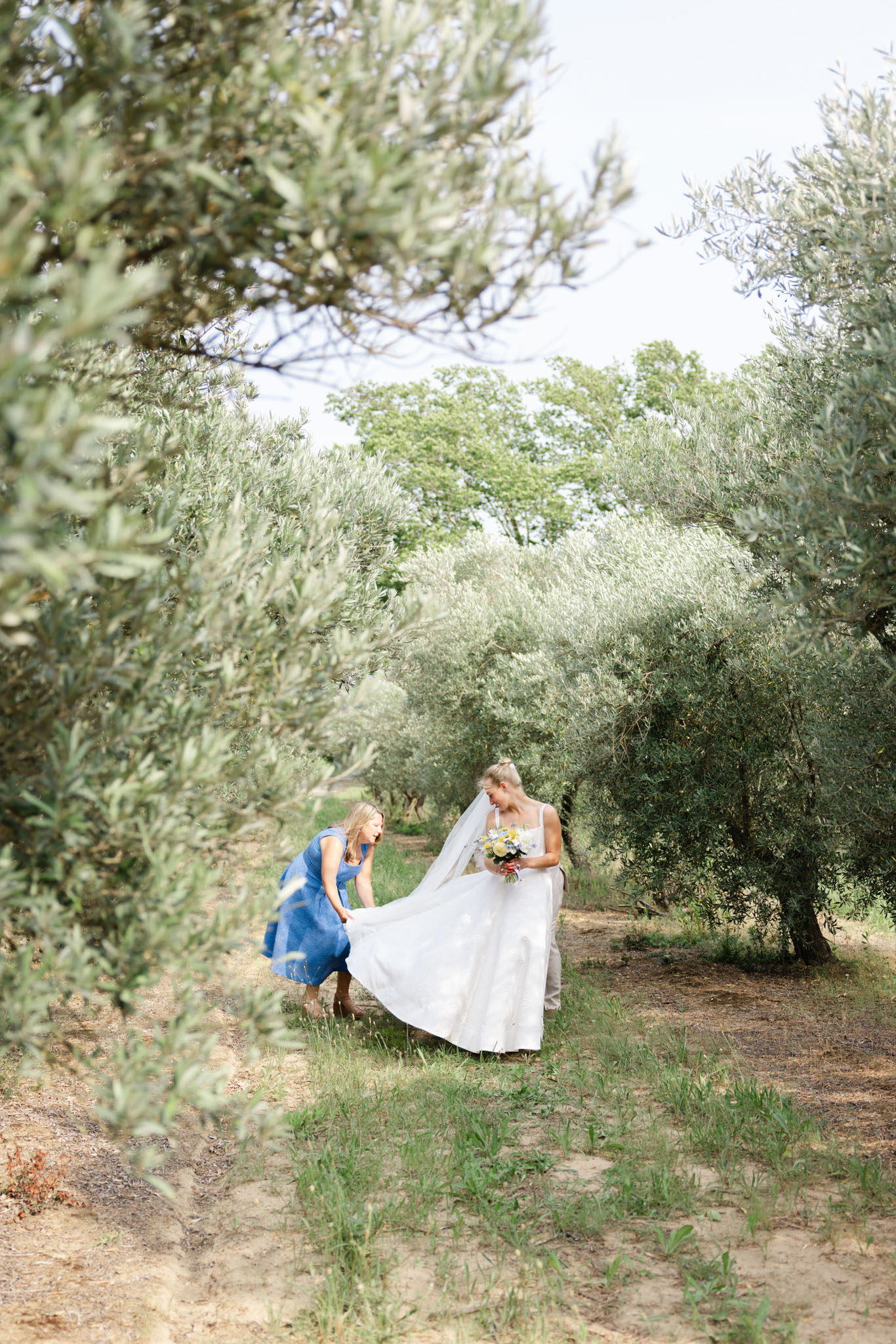 A bride and one attendant are photographed outdoors among a row of olive trees, shot from a medium distance with olive tree branches framing the foreground. The attendant, wearing a mid-length steel blue dress, is crouching down to arrange the train of the bride's white A-line gown with a long cathedral-length veil. The bride holds a small bouquet featuring yellow and white flowers with mixed greenery. The setting has a relaxed, natural Provençal style with an informal, candid feel.