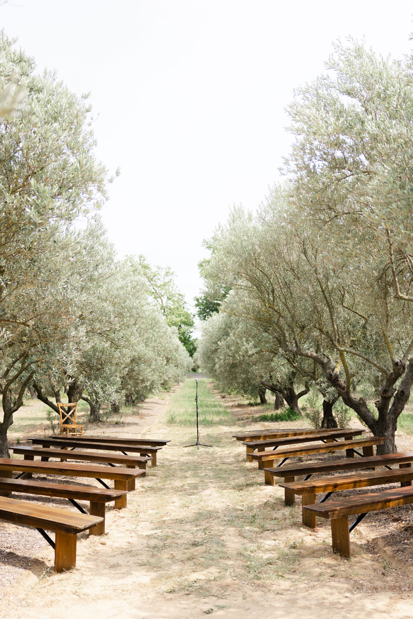 An outdoor wedding ceremony setup photographed before guests arrive, set within a row of mature olive trees forming a natural aisle. Dark walnut-stained wooden benches are arranged in two sections on either side of a central sandy dirt aisle, with a microphone stand positioned at the far end marking the ceremony spot. A single cross-back wooden chair is visible to the left near the tree line, likely reserved for an officiant or musician. The styling is rustic and unfussy, with no florals or additional decor visible on the benches. The wide shot is taken from the guest perspective looking toward the altar position, emphasizing the symmetry of the tree-lined aisle. Potential venue feature image.