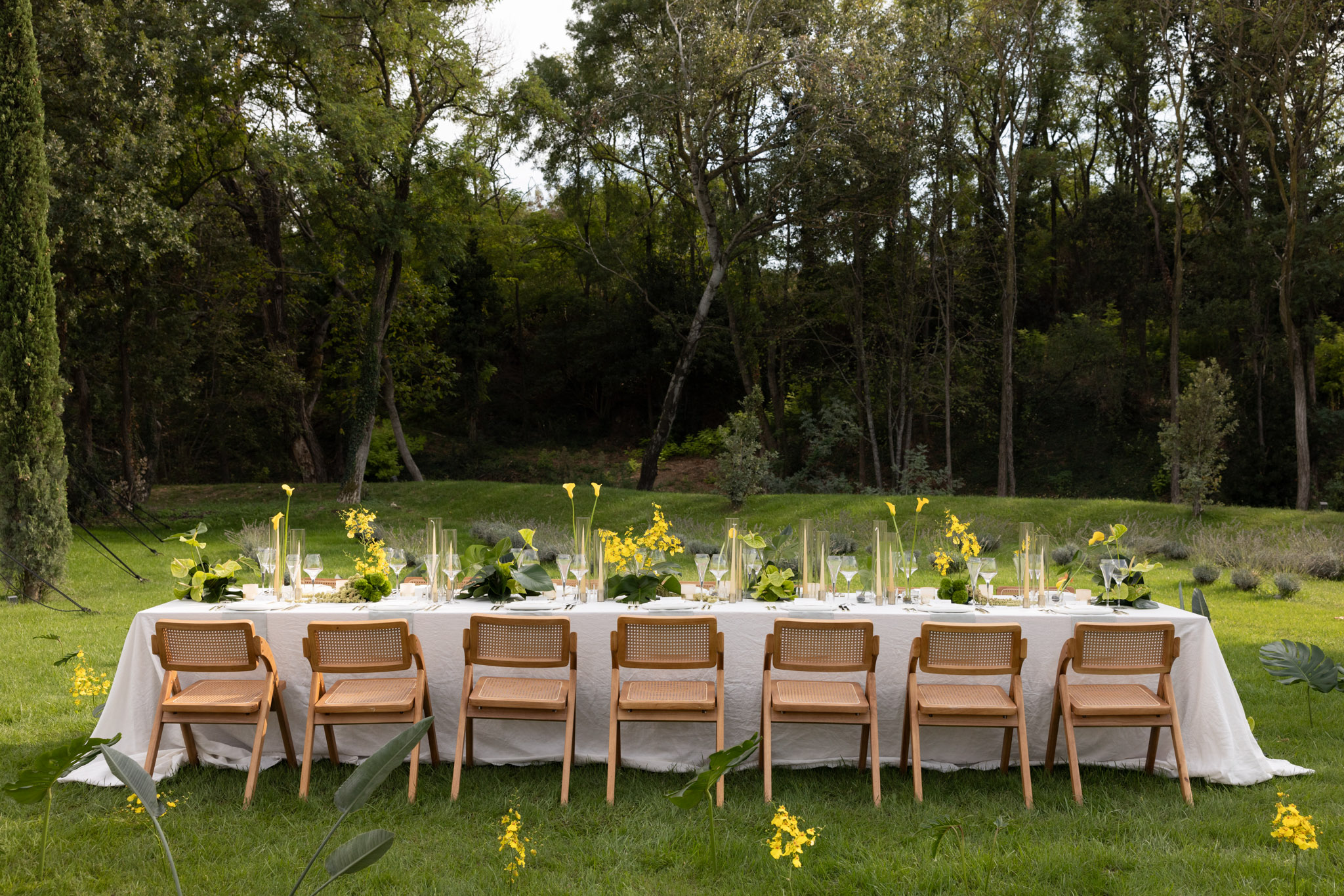 An outdoor wedding reception table setup photographed in wide shot on a manicured lawn, with a wooded backdrop. The long rectangular table is dressed in a white linen tablecloth and lined with seven natural wood cane-back chairs along the visible side. The tablescape features a lush runner of large tropical leaves, yellow calla lilies, yellow oncidium orchids, and tall slender gold taper candles in glass holders, with white place settings and wine glasses at each seat. Loose yellow oncidium stems and large tropical foliage are scattered casually on the lawn around the base of the table, reinforcing the intentional modern-botanical styling theme. The overall palette is white, natural wood, and vivid yellow-green.