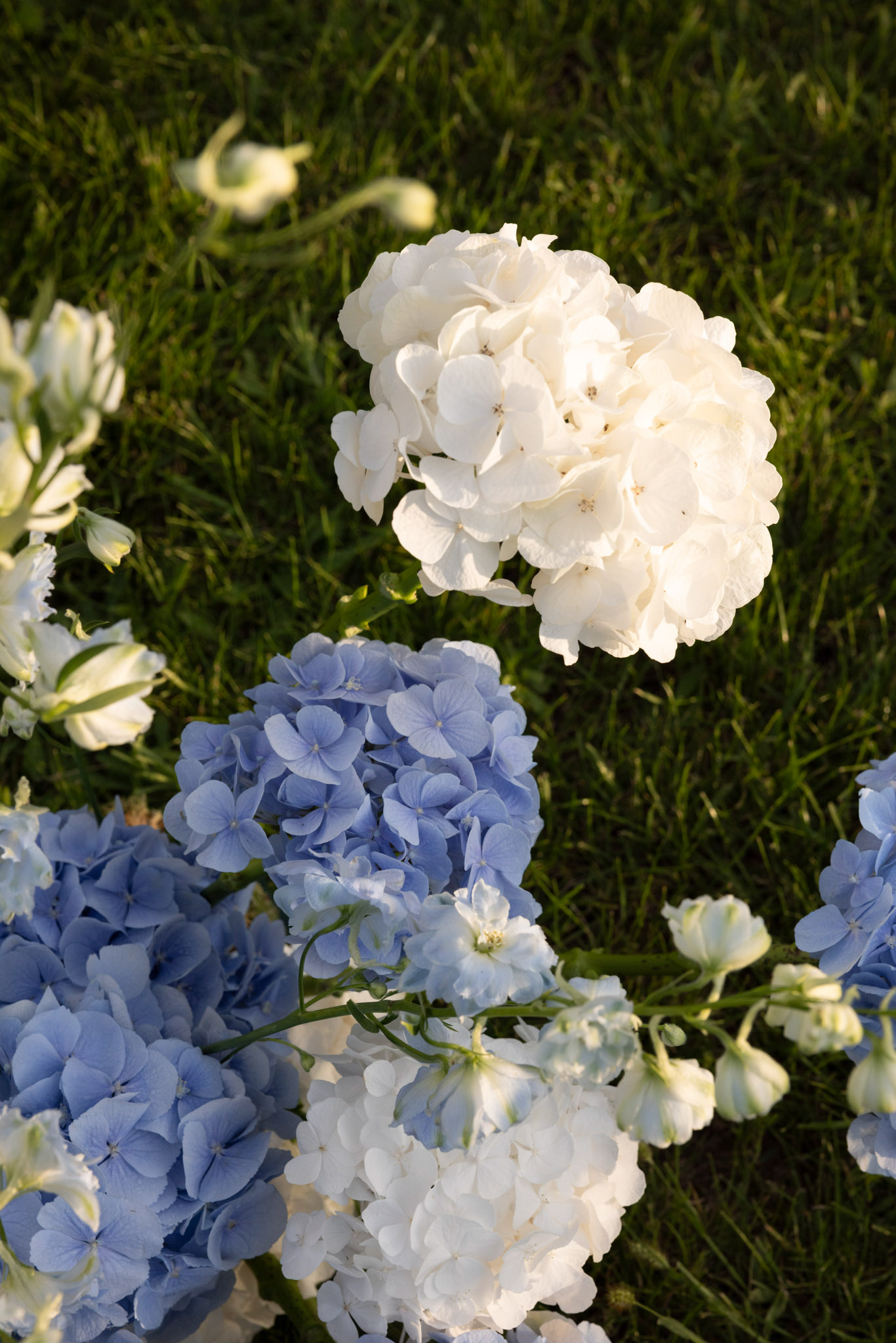 White and periwinkle blue hydrangea heads with pale lisianthus laid out on grass in warm light