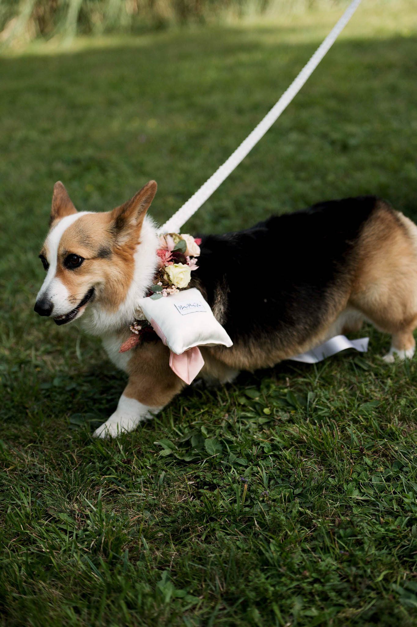 Tricolor Corgi ring bearer walking across lawn wearing a floral collar and ivory ring pillow