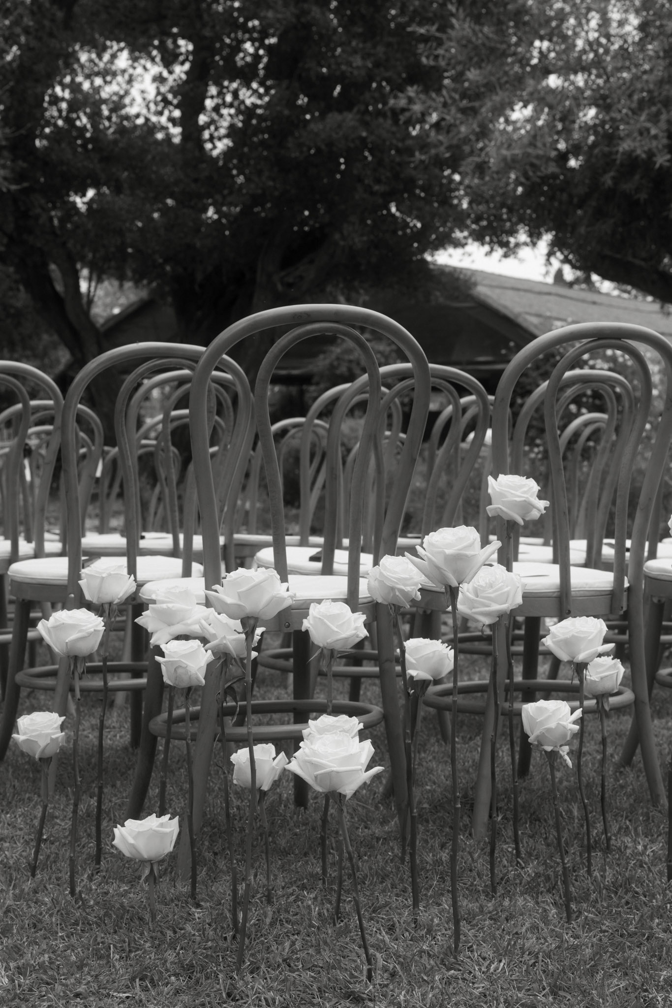Black and white single stem roses tucked into bistro chair backs along ceremony aisle on outdoor lawn
