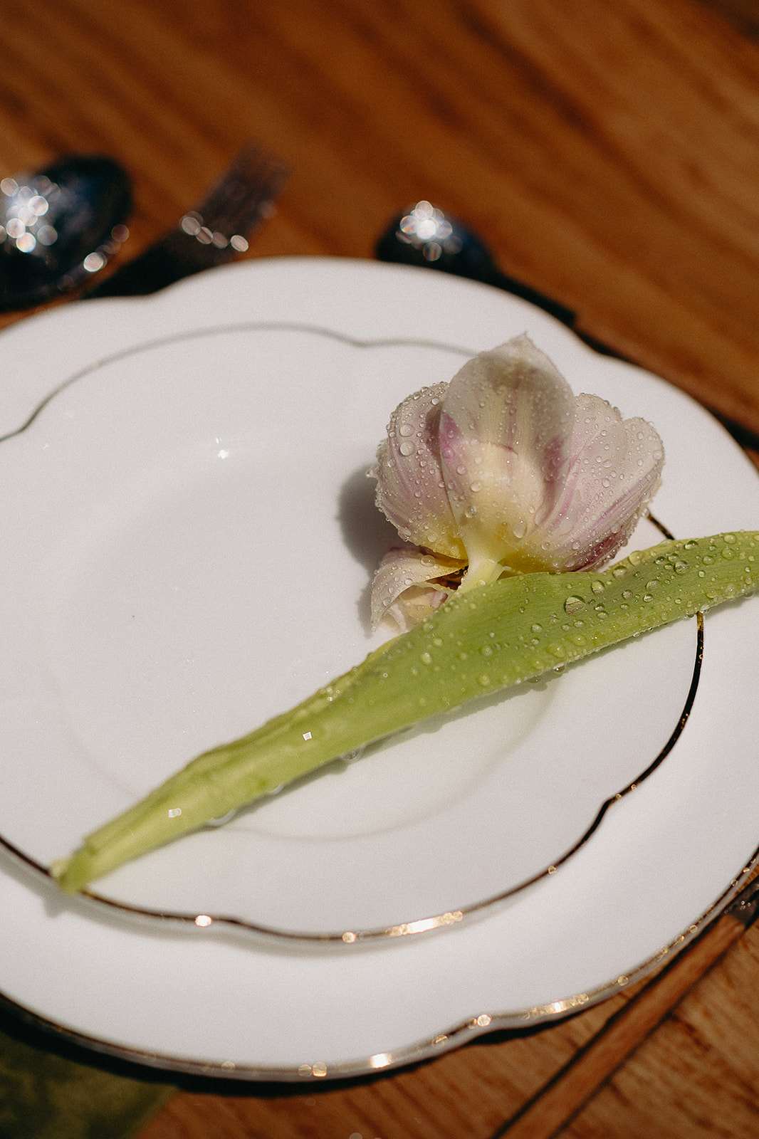 Single blush tulip with water droplets on white scallop-edged charger plate with gold rim at reception table