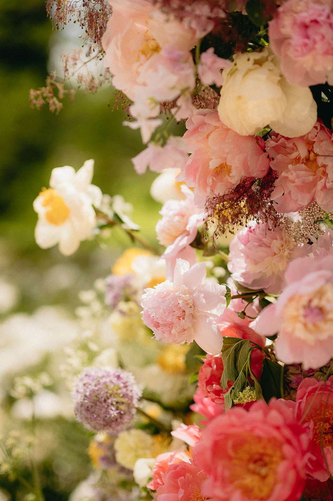 A close-up detail shot of a large outdoor floral installation, likely a ceremony arch or column arrangement. The composition features an abundant mix of peonies in blush pink, soft peach, cream, and coral tones, alongside white narcissus with yellow centers, purple allium globes, and small filler blooms including what appears to be astilbe and tiny white clustered flowers. Dark green foliage is visible throughout. The palette transitions from pale cream and blush at the top to deeper coral and hot pink at the bottom, suggesting an intentional ombre or gradient color design. The background is softly blurred with out-of-focus greenery, and natural daylight illuminates the arrangement. The overall floral style is loose and garden-inspired rather than structured.