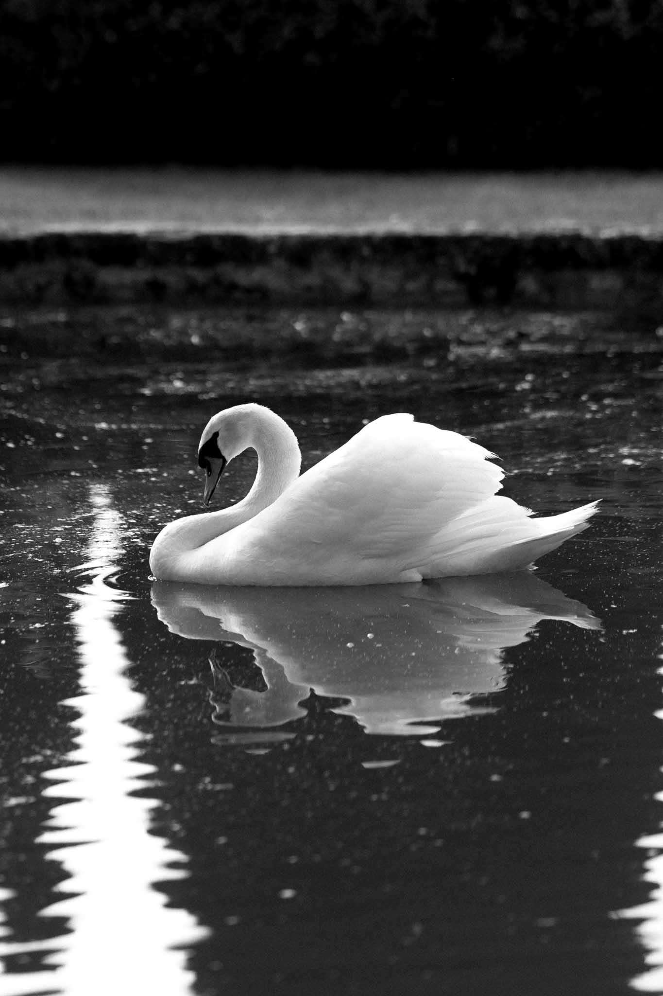 This image does not appear to be a wedding photograph. It is a black-and-white close-up shot of a single swan floating on a calm body of water, with its neck curved downward toward the surface. The swan appears bright white against the dark, reflective water, with high contrast between the bird and its surroundings. The swan's reflection is visible in the rippled water below. No people, wedding attire, decor, or wedding-related elements are present in this image.