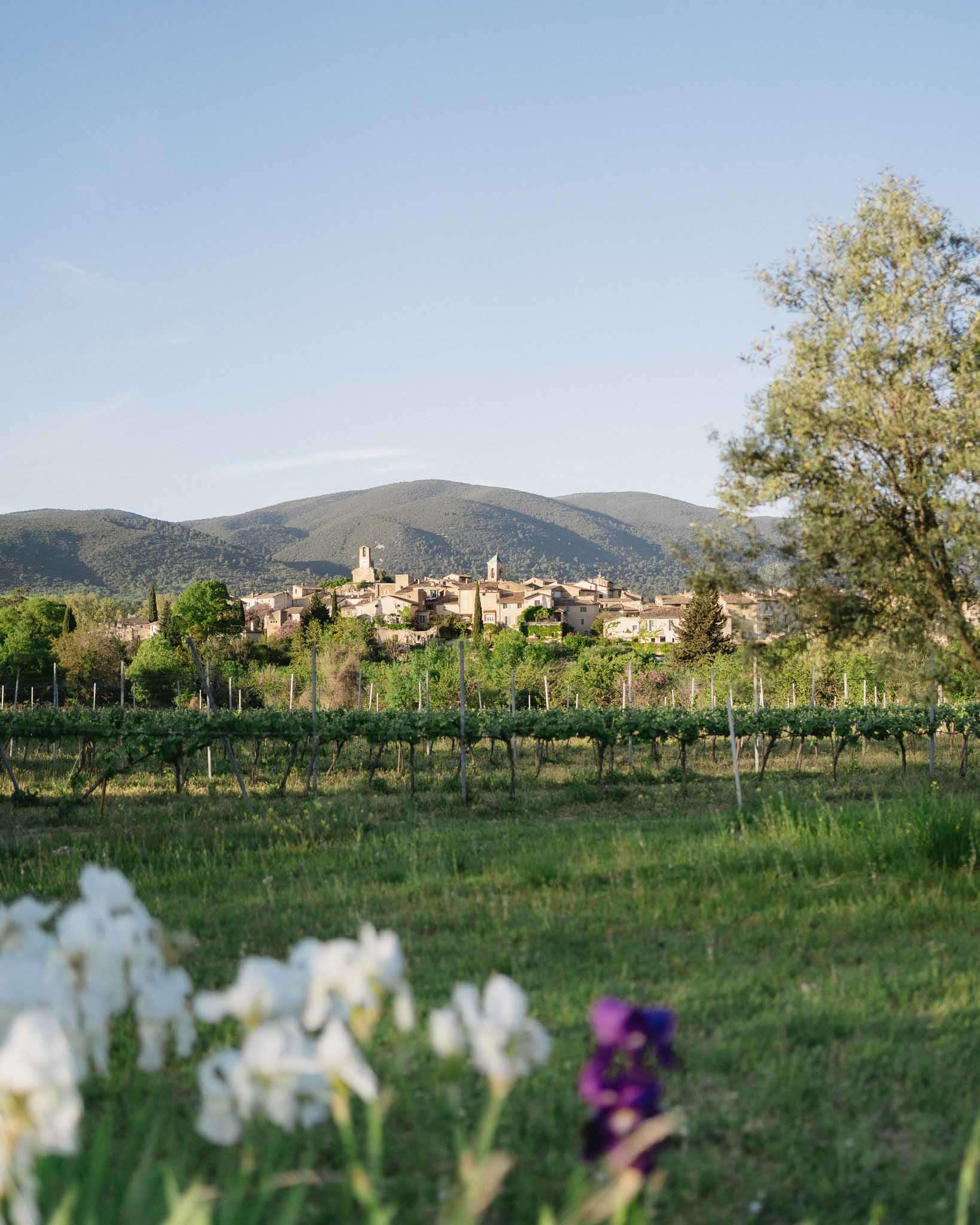 Wide landscape shot of a Provençal hilltop village viewed across a vineyard, with no people visible. The foreground features out-of-focus white irises and a single purple iris, with rows of grapevines and an olive tree in the mid-ground. The village is composed of stone buildings in warm honey and terracotta tones, with a church tower visible, set against a backdrop of rolling green hills. The soft, warm light suggests early morning or late afternoon. Potential venue feature image.