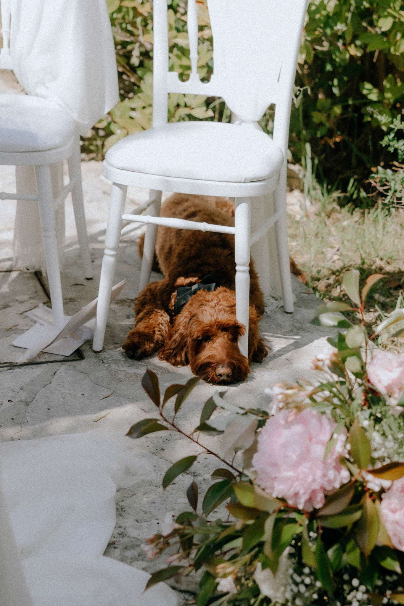Curly-coated dog in bow tie collar lying beneath ceremony chair beside blush peony arrangement