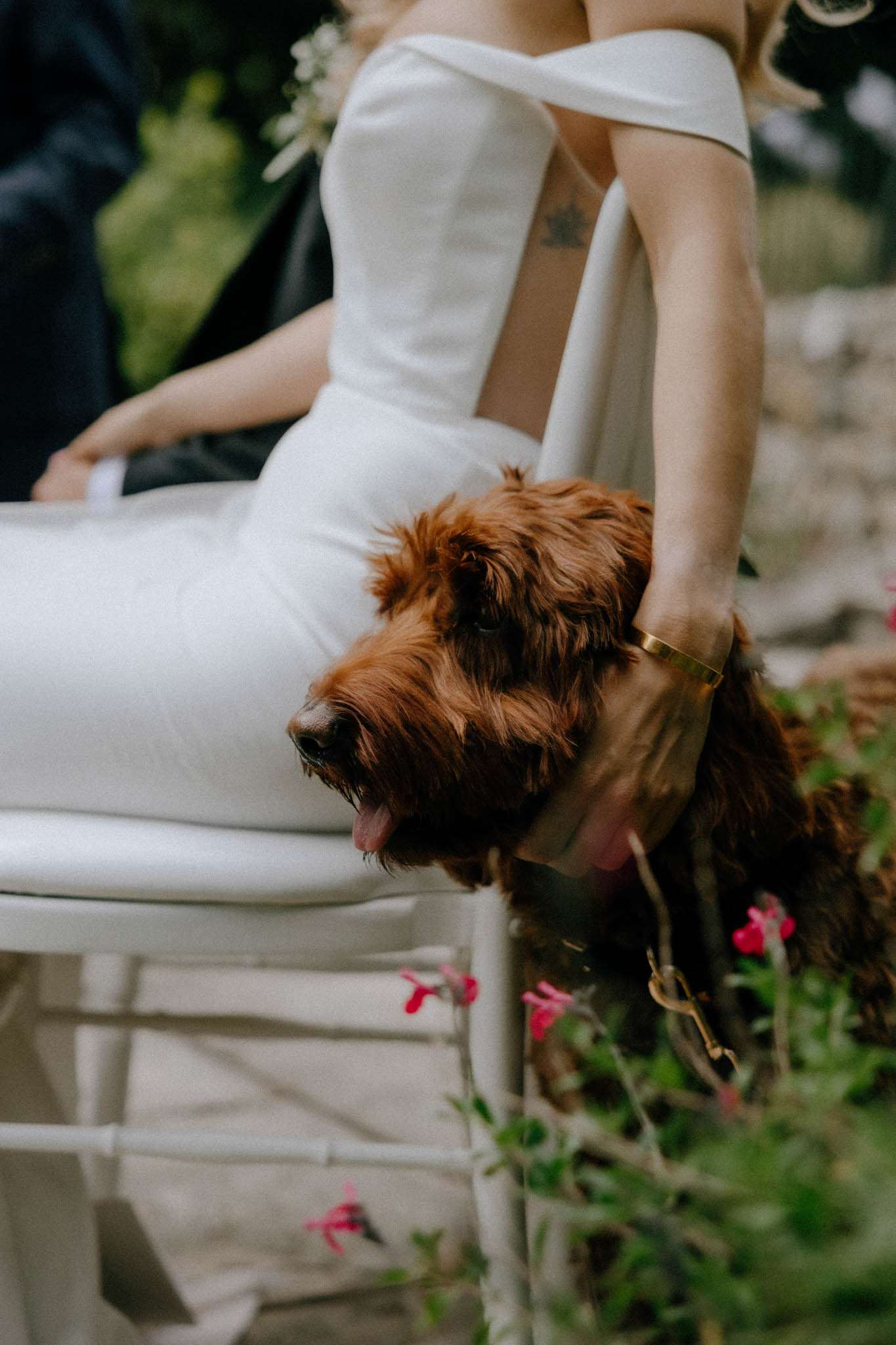 Large curly-haired dog approaching bride seated in white chair during outdoor ceremony