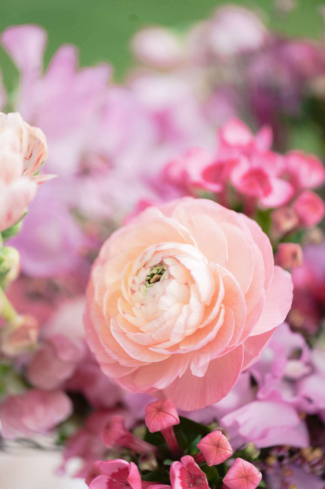 Close-up of blush ranunculus surrounded by hot pink wax flowers, lilac sweet peas, and peach spray roses