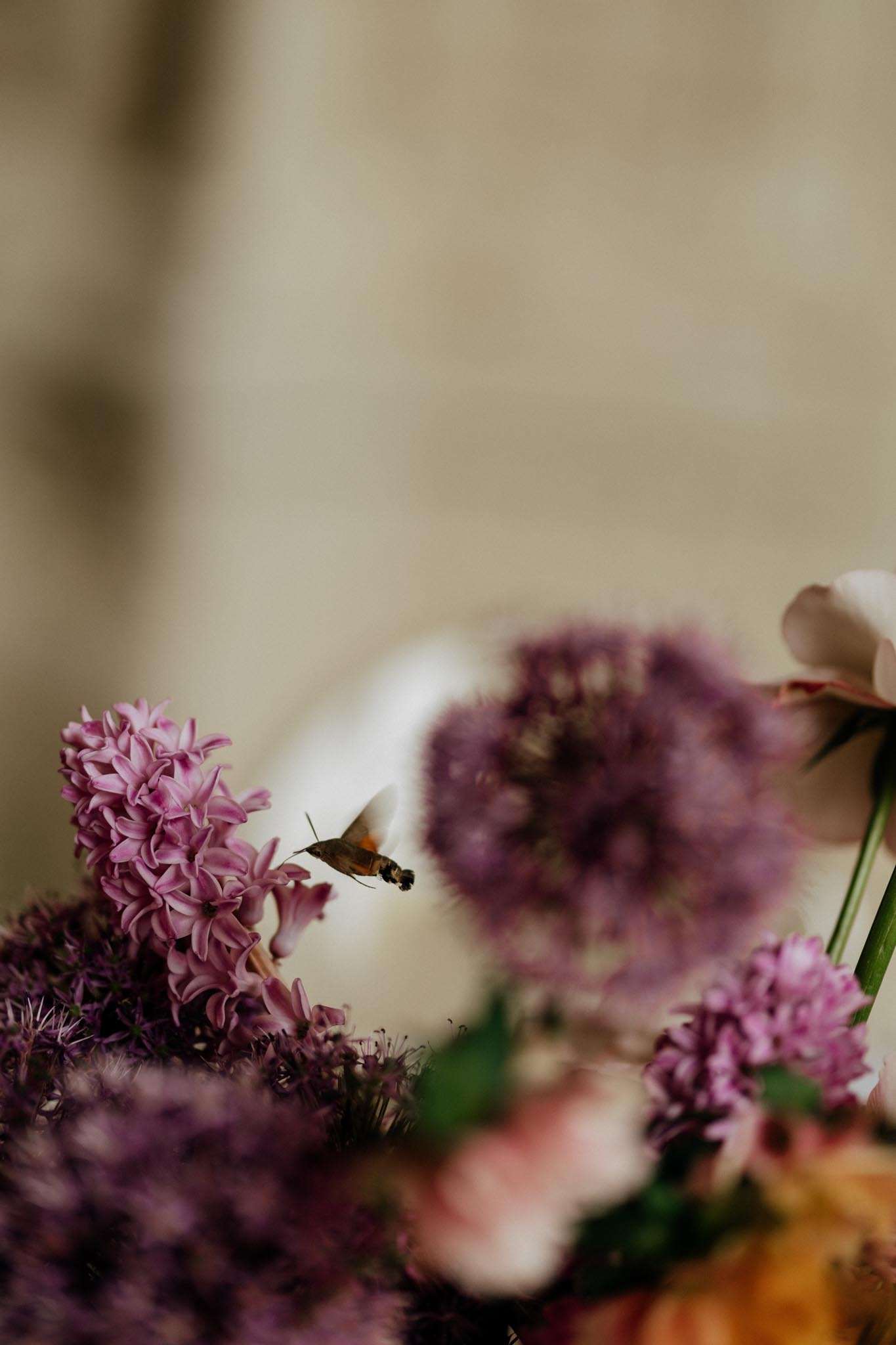 Close-up of pink hyacinths, purple alliums, and peach blooms with a hummingbird hawk-moth hovering mid-flight