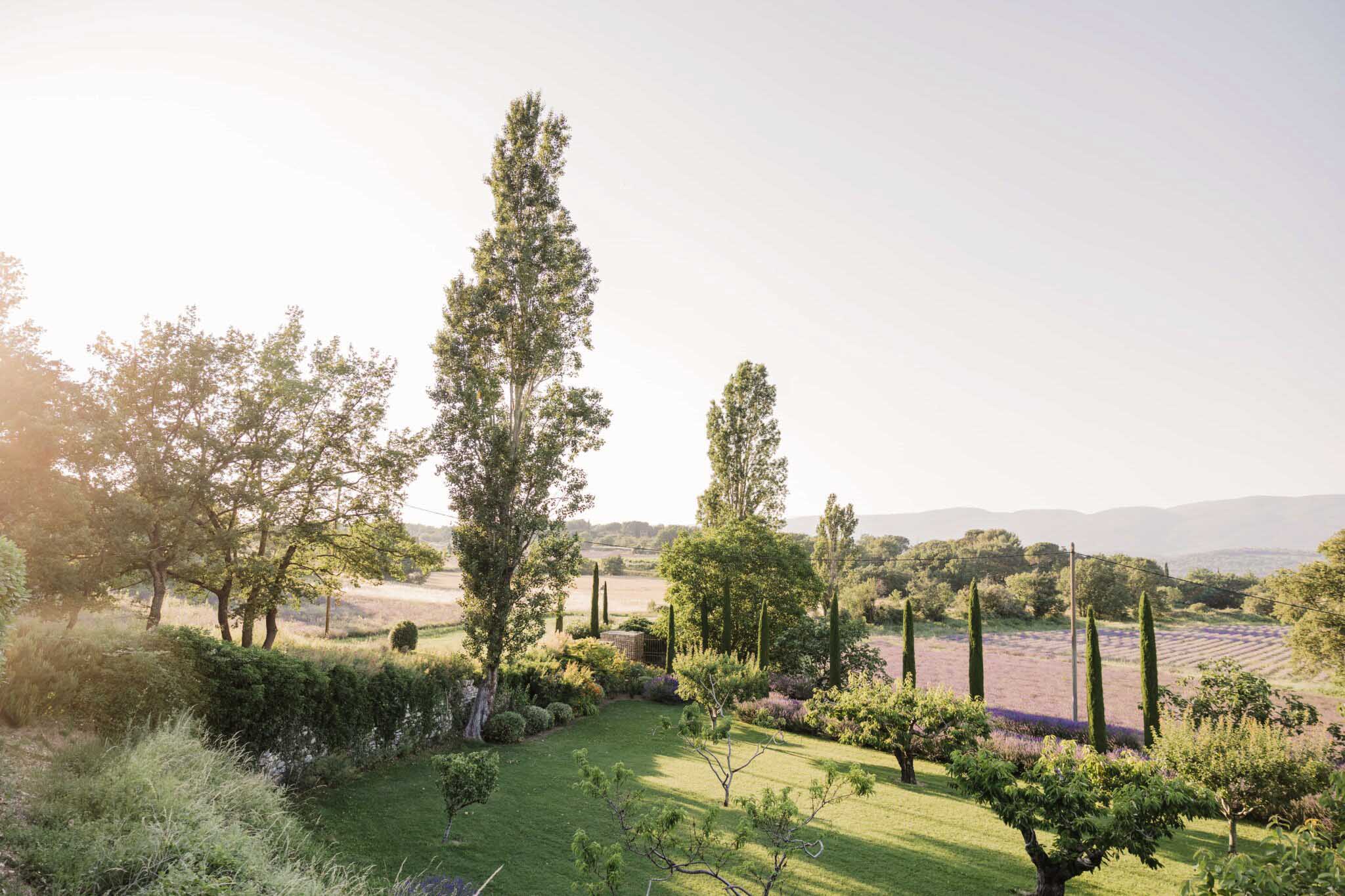 Provencal grounds at golden hour with cypress trees poplar row lavender fields and distant mountain silhouettes