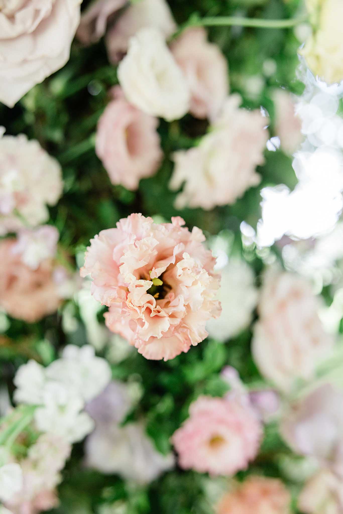 Macro close-up of ruffled blush carnation surrounded by soft ivory carnations and white blooms with green foliage