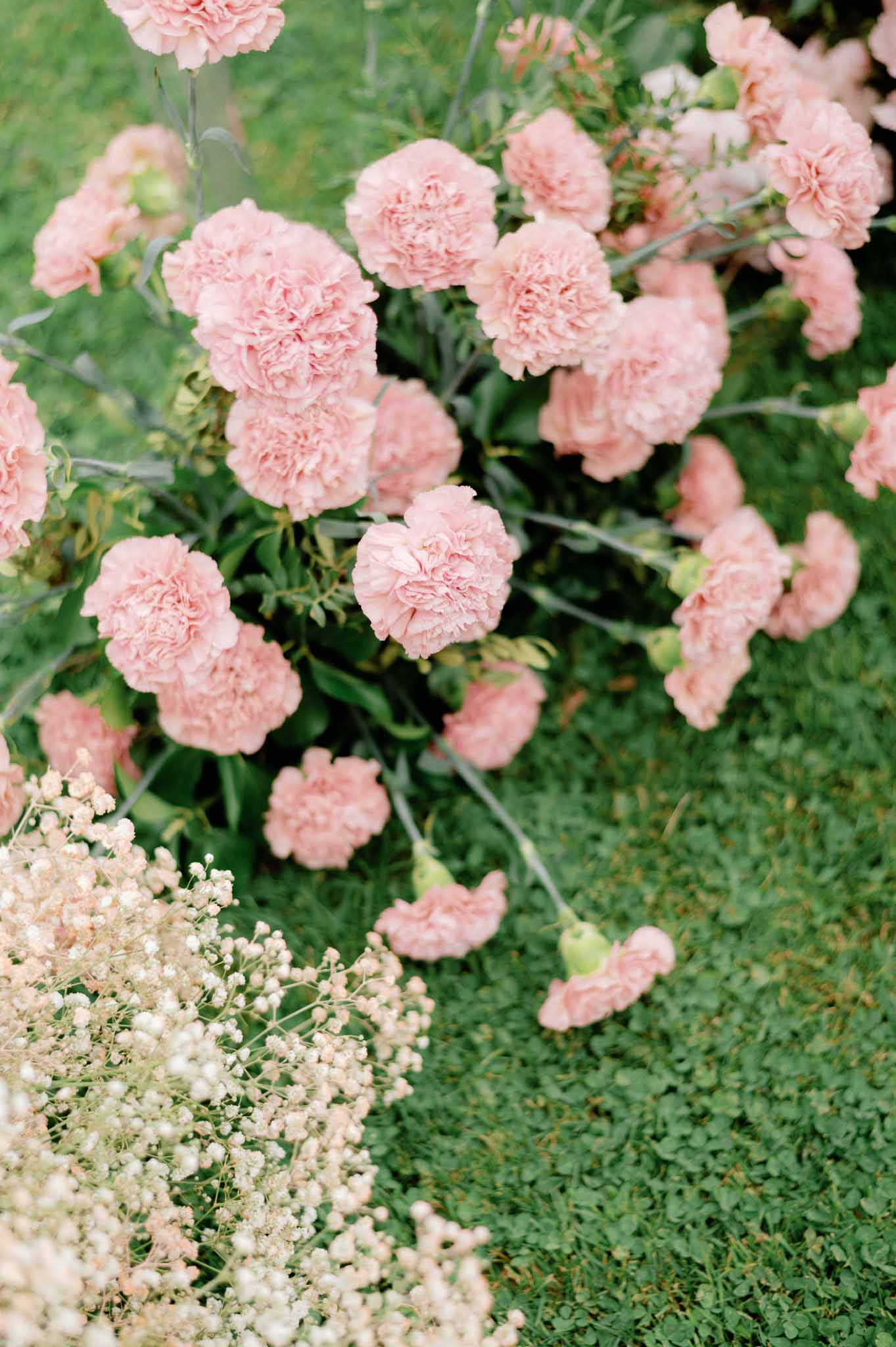 Close-up of blush pink carnations and white baby's breath arranged among green foliage in a garden setting