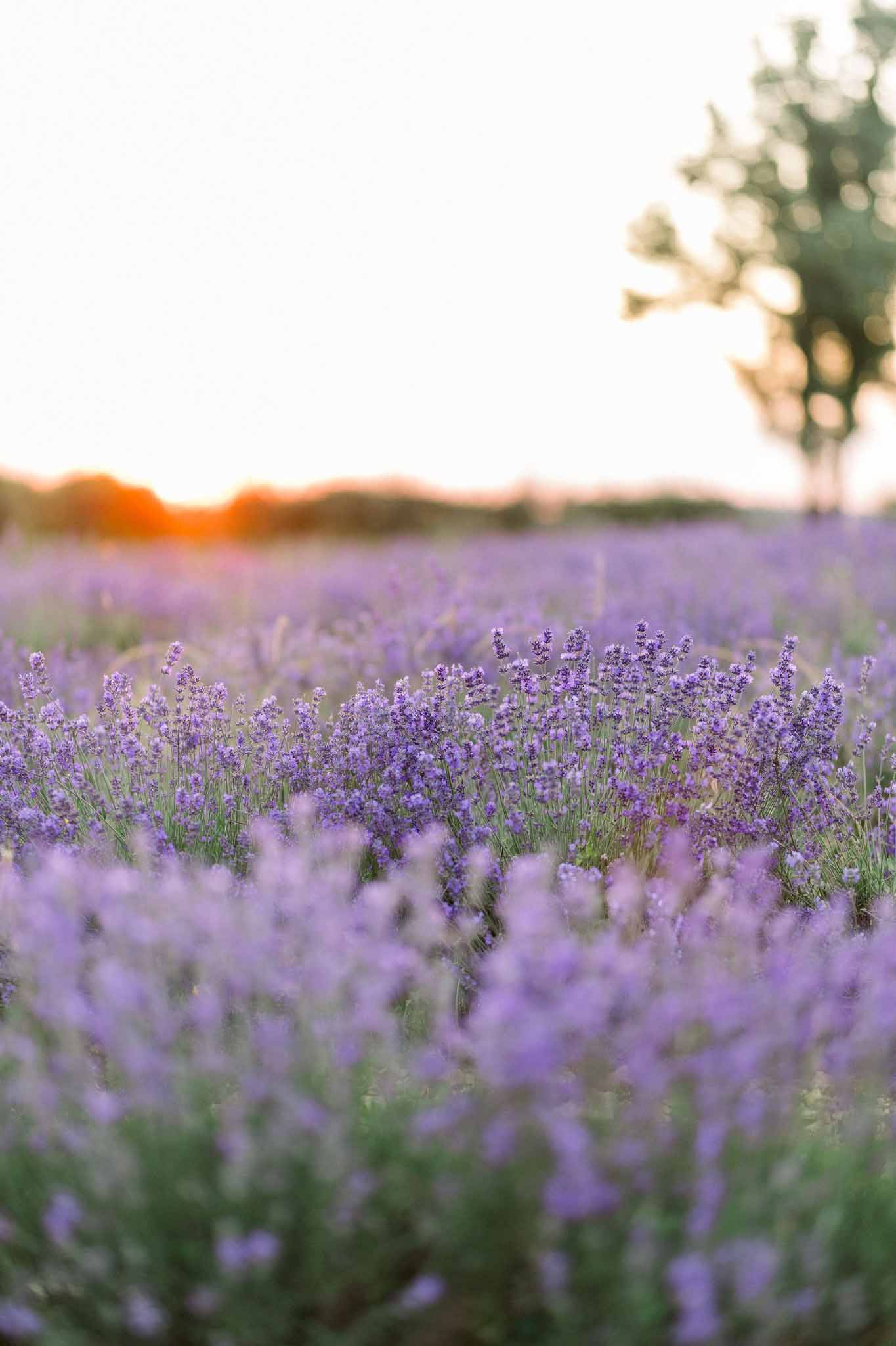 Close-up of purple lavender field in bloom at golden hour with single tree visible and warm sunset sky