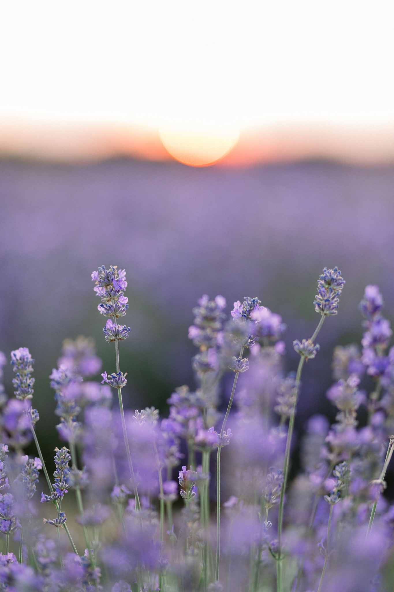 Close-up of lavender stems at sunset with field stretching to horizon in golden light