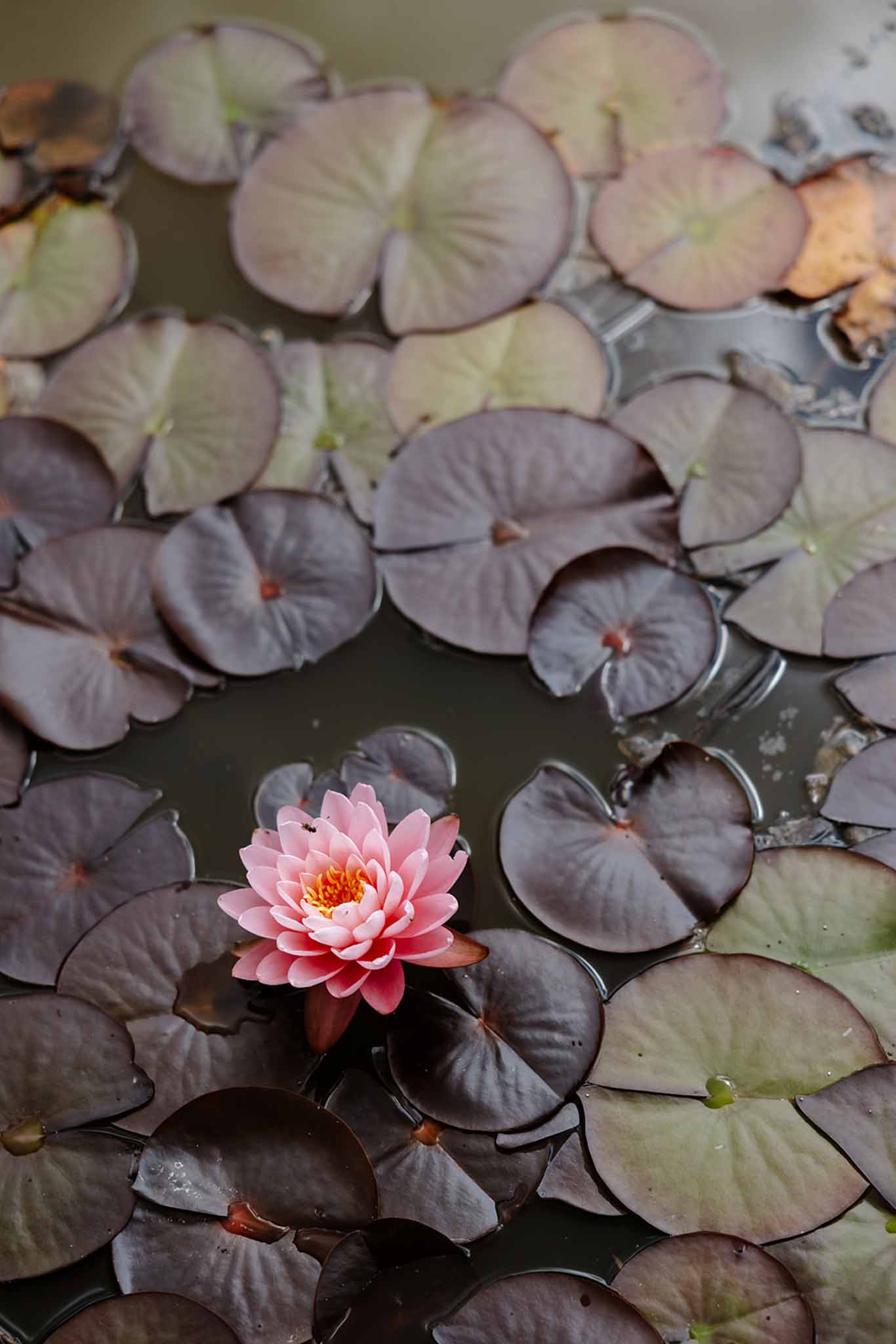 Coral-pink water lily floating among dark lily pads in garden pond