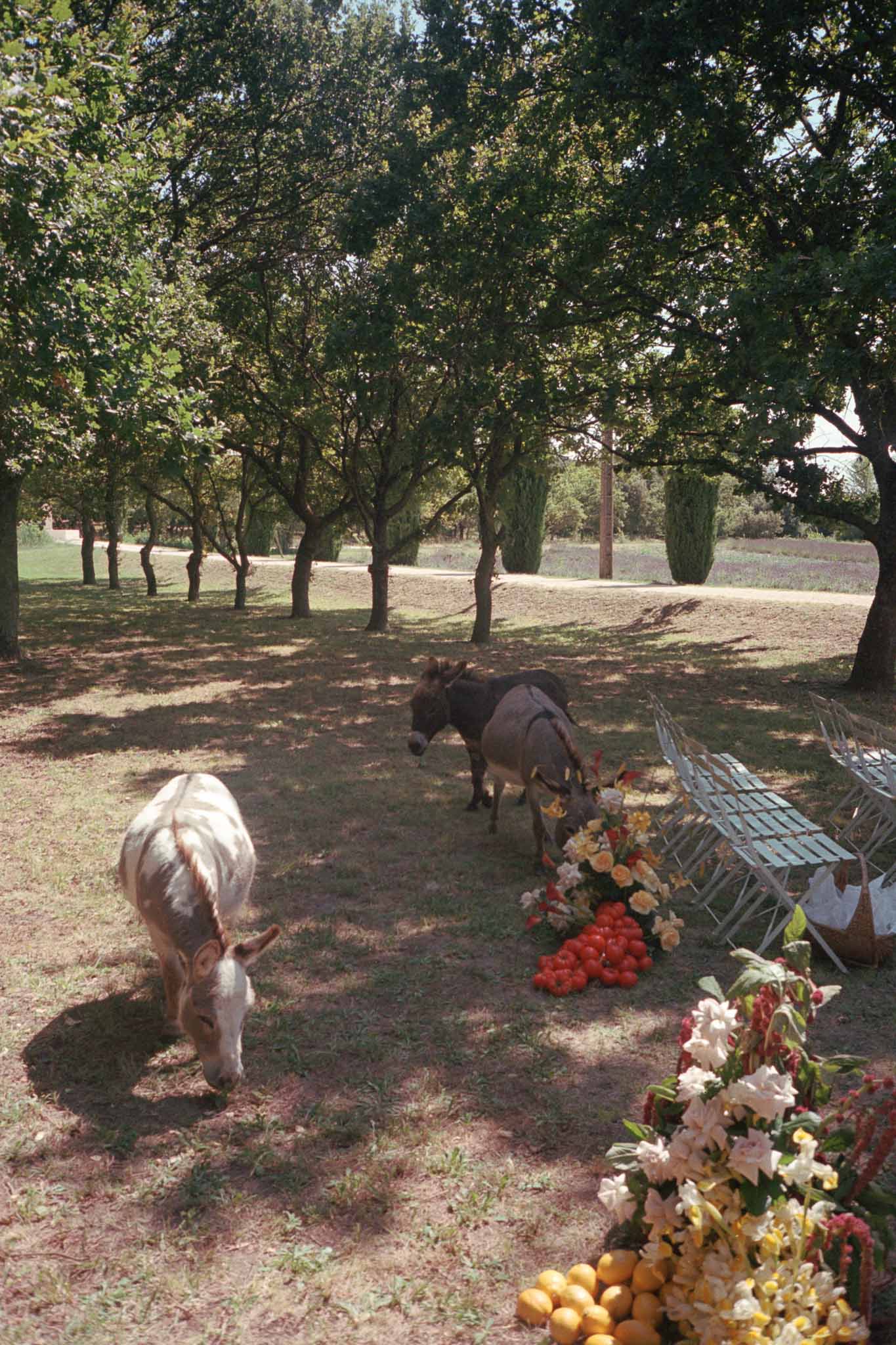 Rustic outdoor wedding venue with cypress trees, produce displays, and grazing goats on estate grounds