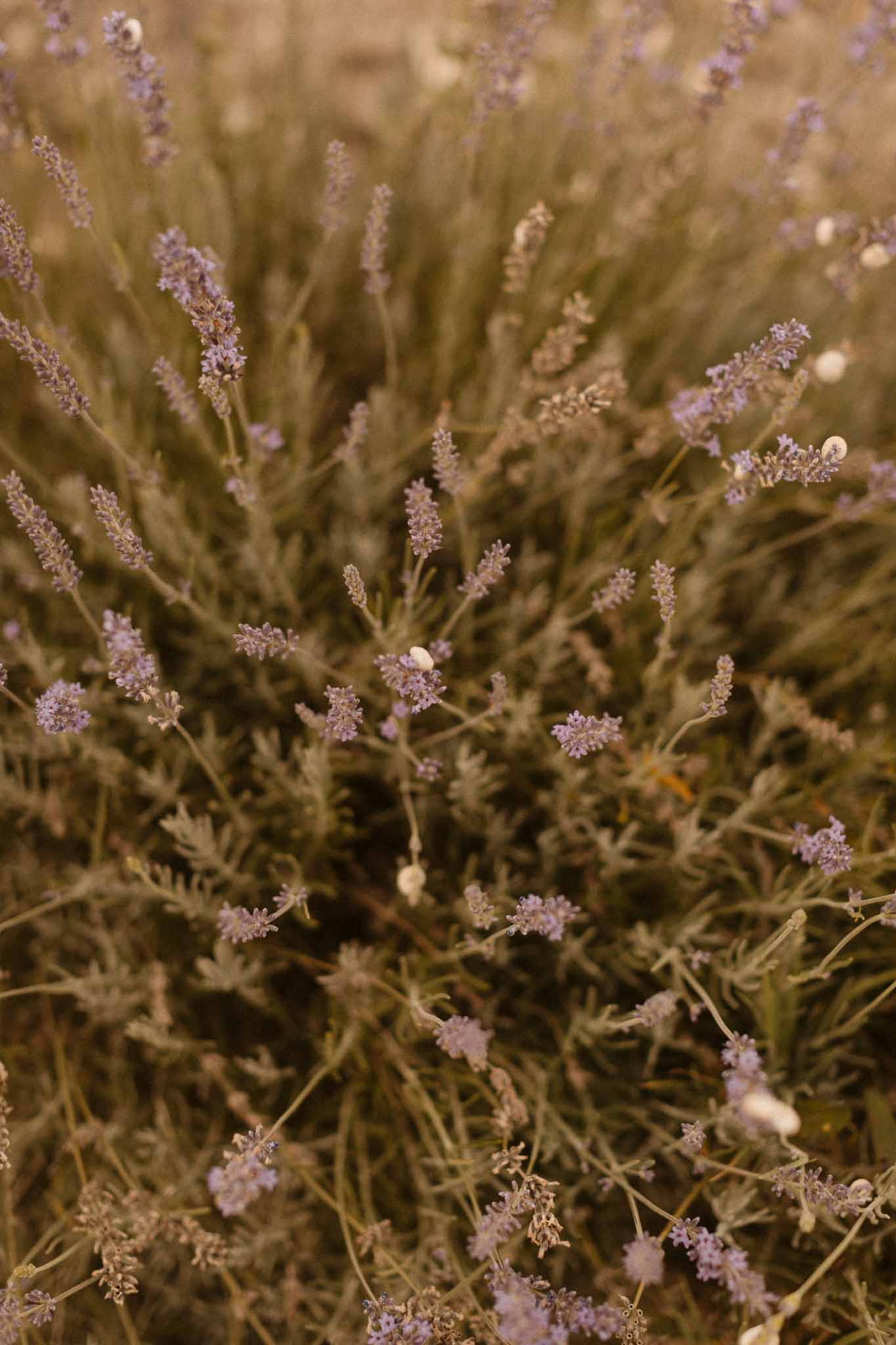 Close-up of lavender flowers in garden setting for wedding decor